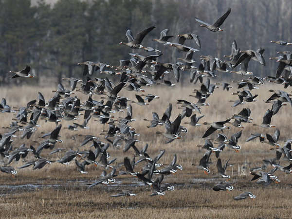 Tundrahanhi, Greater White-fronted Goose, Anser albifrons
